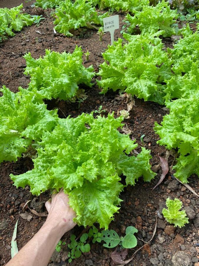Chale De Luxo Pertinho De Monte Verde مونتي فيردي المظهر الخارجي الصورة